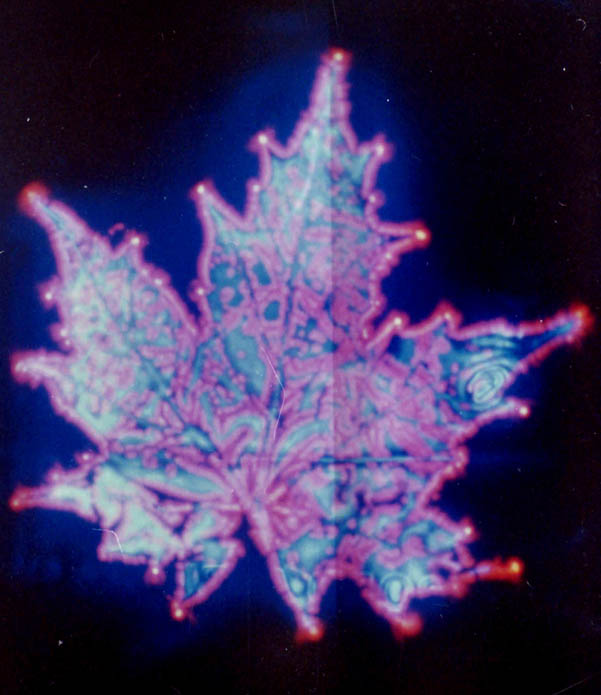 Kirlian photograph of a maple leaf